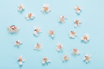 cherry flowers on blue paper background