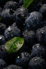 Fresh blueberries with leaves background with copy space for your text. Water dew drops. Vegan and vegetarian concept. Macro texture of blueberry berries. Summer healthy food.