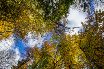 Autumn foliage in a forest with colorful trees. 