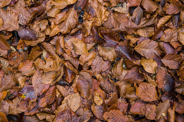 Autumn foliage in a forest with colorful trees. 