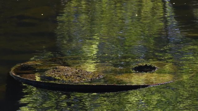 Spring Impressions from Western Ditch in Citadel Park in Berlin Spandau of April 22, 2020, Germany