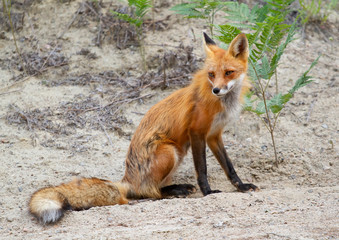 Red fox (Vulpes vulpes) vixen standing by a dirt road in Algonquin Park, Canada