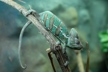 Kameleon © Jacky