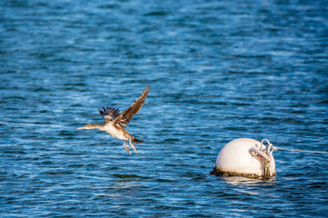Fototapeta premium Amazing frozen moment of single cormorant bird taking off of a floating buoy at the port of Fanari village in Northern Greece. Sunny late autumn afternoon, travel wildlife photography