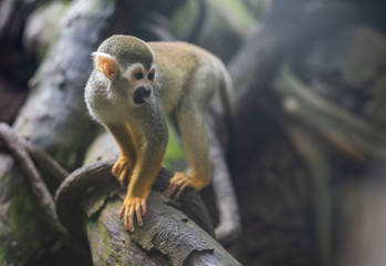 animal