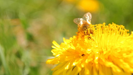 Yellow flower, wild bee, spring green grass, dandelion flower
