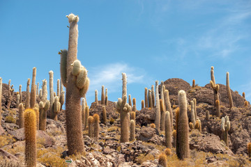 many cactus plants