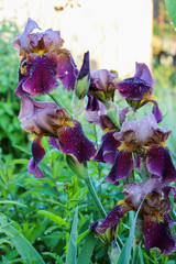 Beautiful iris flowers in the garden with large raindrops on the petals. Purple flower.