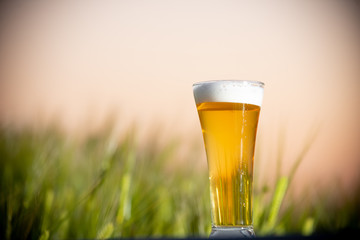 麦畑と生ビール