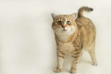 
golden british cat cat loves playing and taking pictures