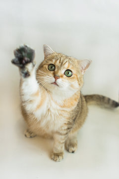 
golden british cat cat loves playing and taking pictures