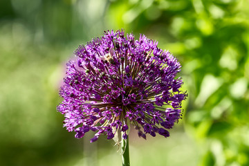 Round purple flower with bee