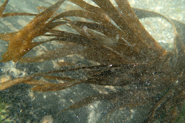 Sous l'eau