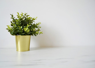 Green Flower In Golden Flower Pot