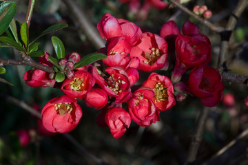 Obraz na płótnie Canvas Intensive red flowers in the spring garden.
