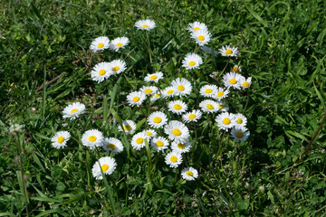 White Daisies in the Green Grass