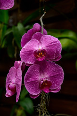 purple orchid flower