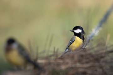 Great Tit perched on a wooden post looking at it's mate