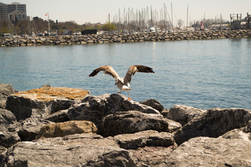 A Seagull at Istanbul Kalamis Beach