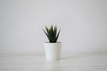 Small Potted Flower Standing on White Background