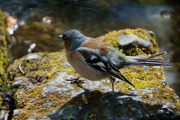 Meise Vogel an einem Bach