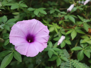 Purple flower in green background blooming in the morning.