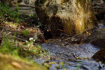 Amsel an einem Bach beim erfrischen, baden