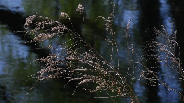 Spring Impressions from Western Ditch in Citadel Park in Berlin Spandau of April 22, 2020, Germany
