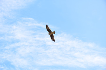 Bird,Eagle,Passaro