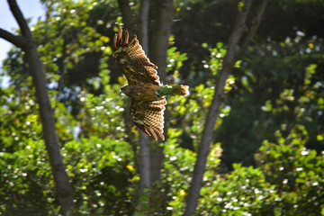 Bird,Eagle