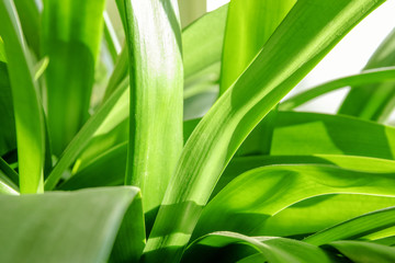 background of long bright green leaves