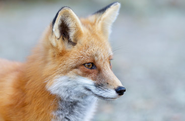 Red fox (Vulpes vulpes) closeup in Algonquin Park, Canada