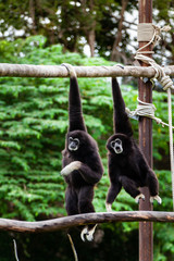 Gibbon on the tree in the zoo.