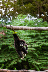 Gibbon on the tree in the zoo.