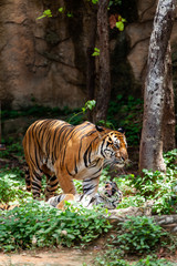 The tiger in the zoo looks at the electric wire, looking for a way out of the cage.