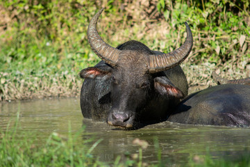 Obraz premium Buffalo