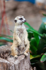suricate, meerkat in the zoo park.