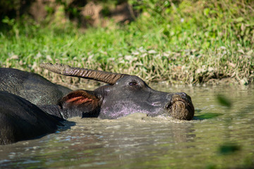 Fototapeta premium Buffalo