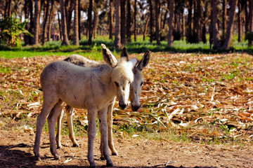 Two donkeys in the forest during sunny day