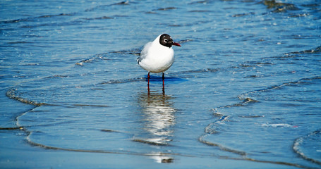 
Franklin's Gull (Leucophaeus pipixcan) on the adriatic shore of Riccione. Italy 
