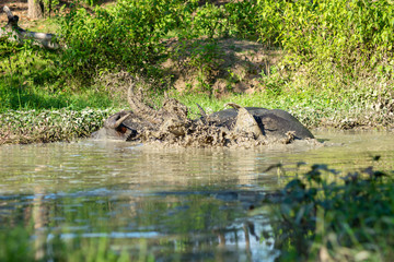 Buffalo