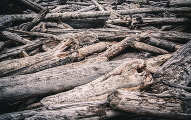 Fototapeta na wymiar Driftwood pile at the pacific ocean coast