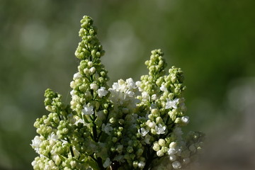 close up of  branch of white lilac