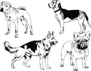 vector drawings sketches pedigree dogs in the racks drawn in ink by hand , objects with no background