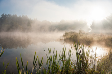 Foggy lake scape and vibrant spring colors in trees at dawn. Concepts: tranquility, nature, background, morning