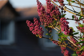 Branch of lilac in the village