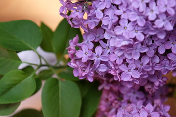 Close up of beautiful lilac flowers