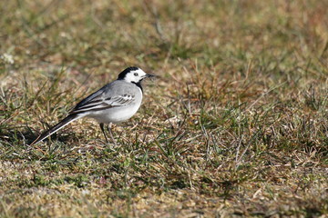 Motacilla alba - Bachstelze mit Grashalmen im Schnabel