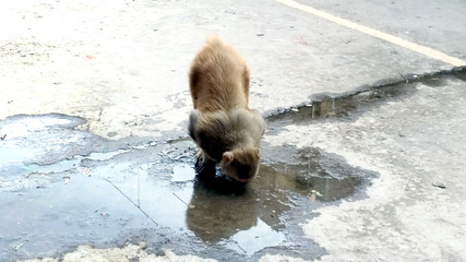 A macaque monkey drinking out of a puddle on a street