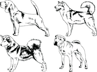 vector drawings sketches pedigree dogs in the racks drawn in ink by hand , objects with no background